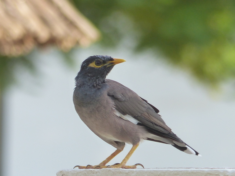 Image of Calcutta myna