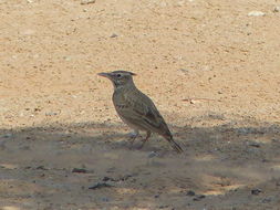 Image of Crested Lark