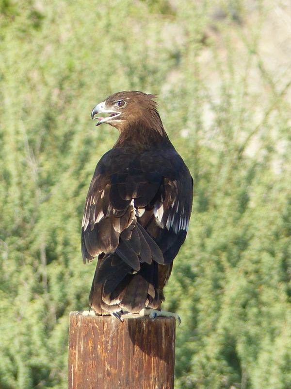 Image of Greater Spotted Eagle