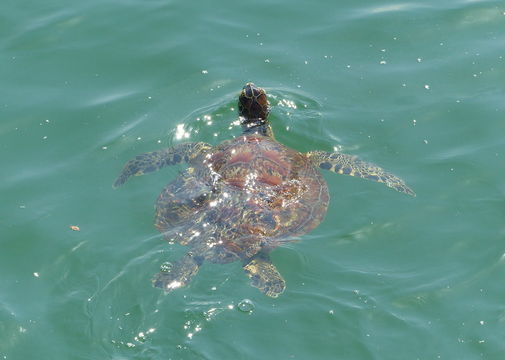 Image de Tortue comestible