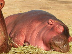 Image of Common Hippopotamus