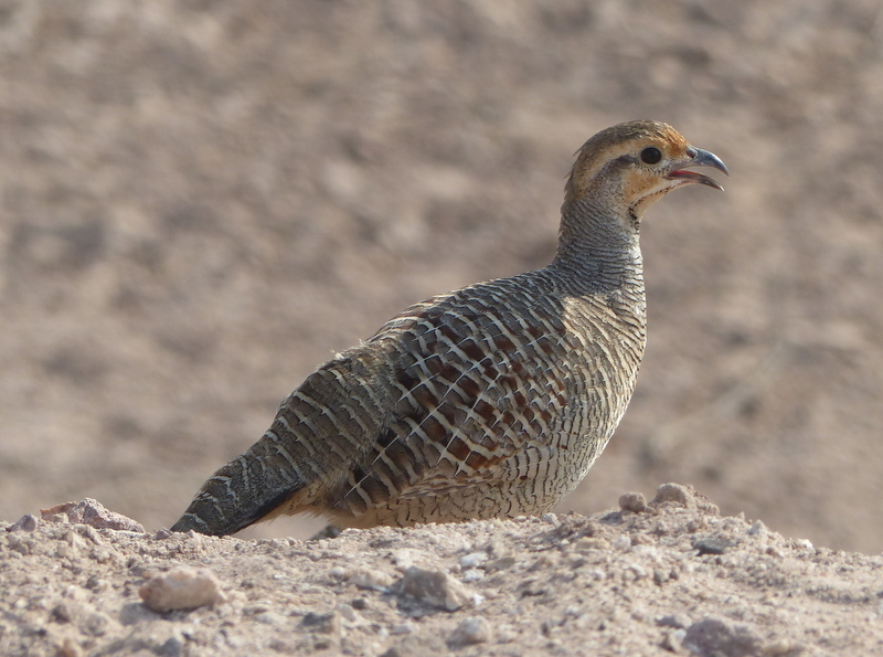 Image of Gray Francolin