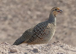 Image of Gray Francolin