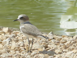 Image of Greater Sand Plover