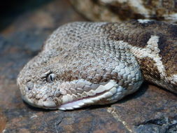 صورة Macrovipera lebetina (Linnaeus 1758)