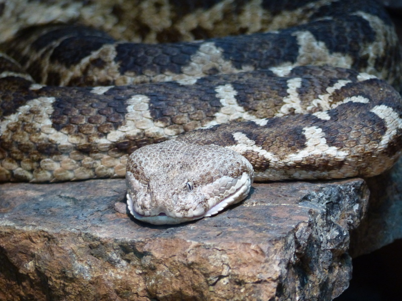 صورة Macrovipera lebetina (Linnaeus 1758)