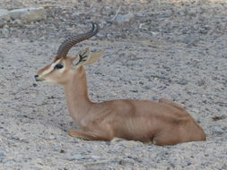 Gazella gazella cora (C. H. Smith 1827) resmi