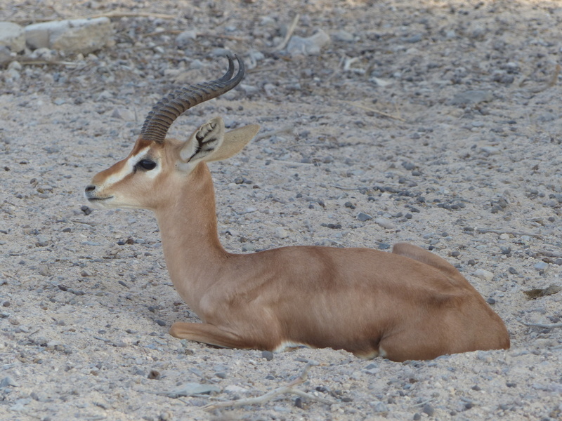 Image of Gazella gazella cora (C. H. Smith 1827)