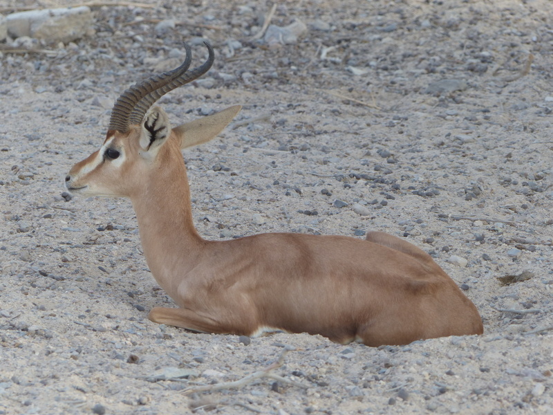 Gazella gazella cora (C. H. Smith 1827) resmi