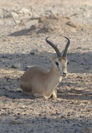 Gazella gazella cora (C. H. Smith 1827) resmi