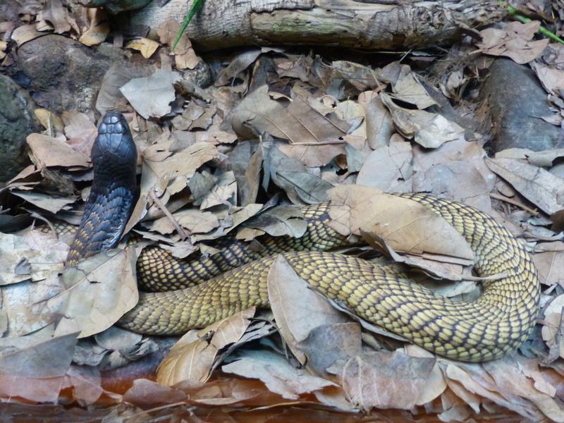 Image of Arabian cobra