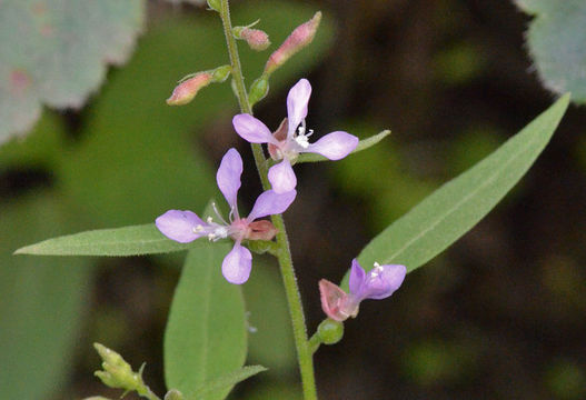 Image of mountain clarkia