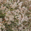 Image of Johnston's bedstraw