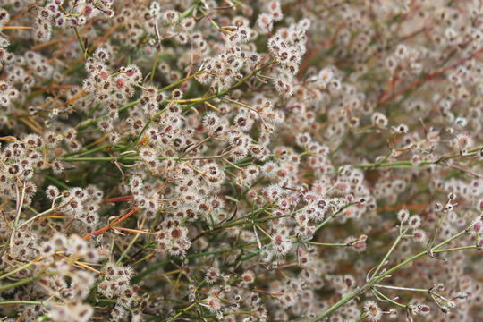 Plancia ëd Galium johnstonii Dempster & Stebbins