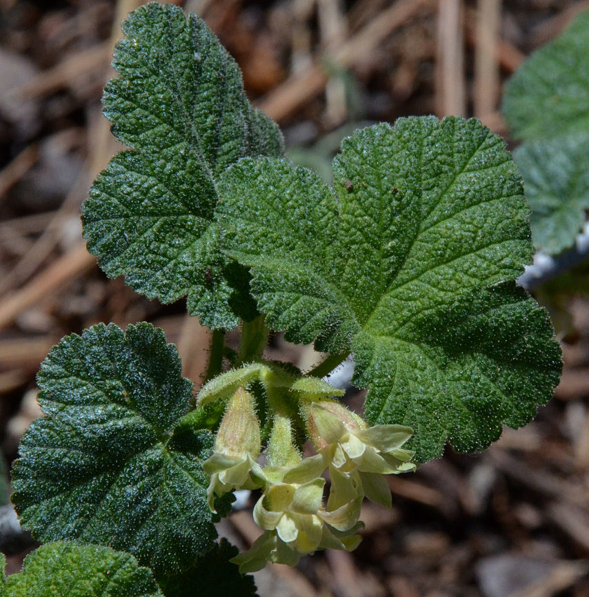 Image de Ribes viscosissimum Pursh