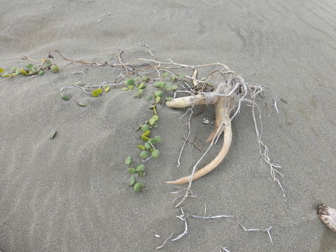 Imagem de Abronia latifolia Eschsch.