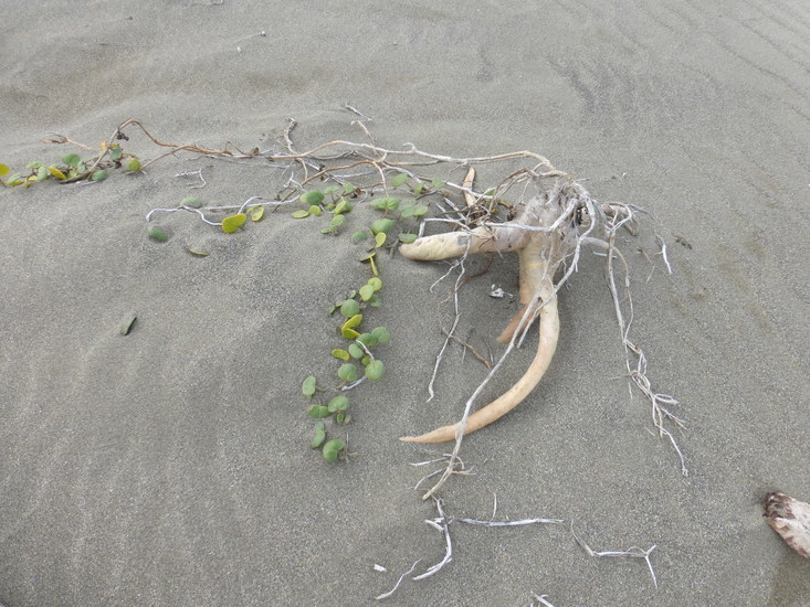 Image of coastal sand verbena