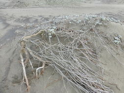 Image of silver bur ragweed