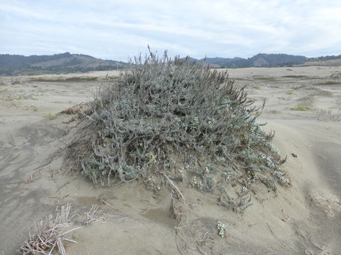 Image of beach wormwood