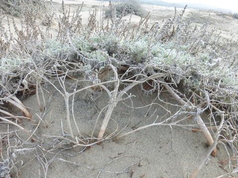 Image of beach wormwood