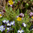 Image of Sierran Calico-Flower