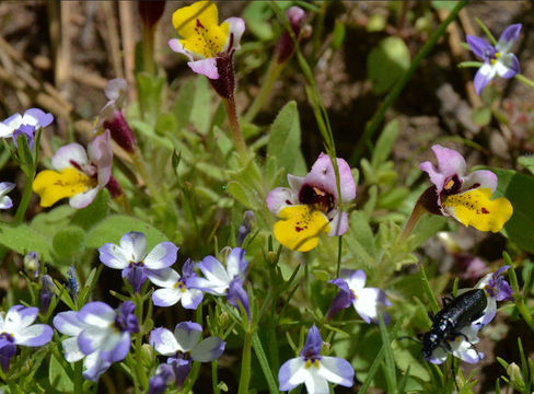 Image of Sierran Calico-Flower