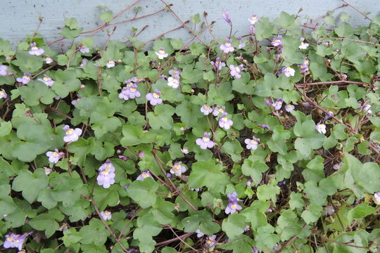 Image of Ivy-leaved Toadflax