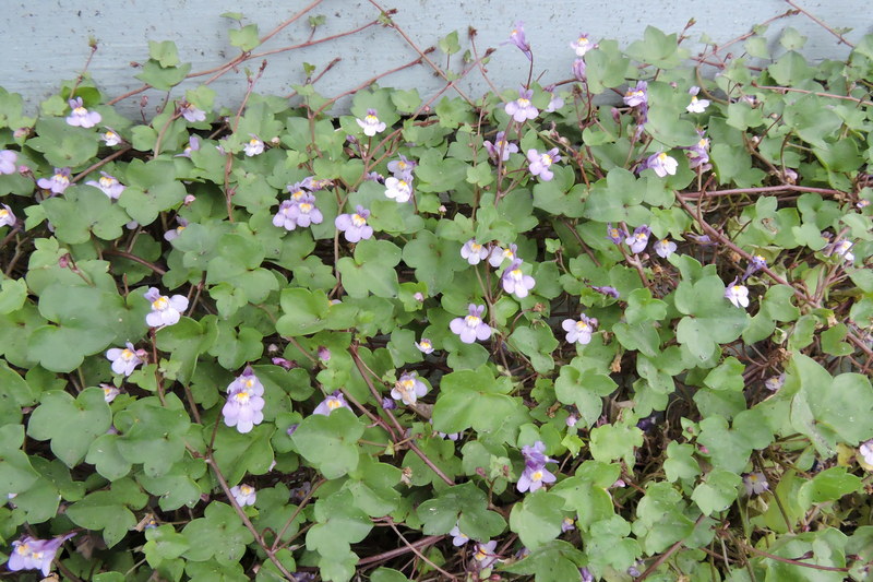 Image of Ivy-leaved Toadflax