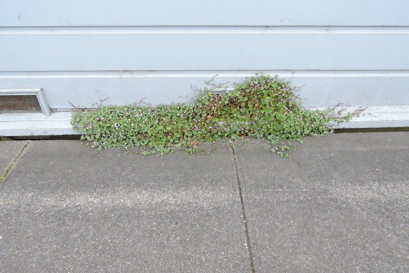 Image of Ivy-leaved Toadflax