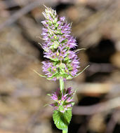 Image of nettleleaf giant hyssop