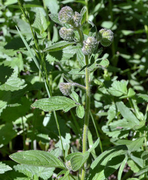 Phacelia mutabilis Greene的圖片