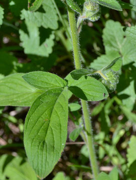 Phacelia mutabilis Greene的圖片