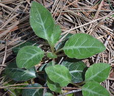 Image of whiteveined wintergreen