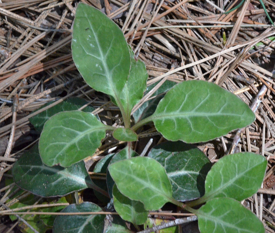 Image of whiteveined wintergreen