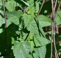 Scrophularia oregana Pennell resmi