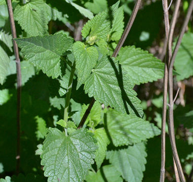 Imagem de Scrophularia oregana Pennell