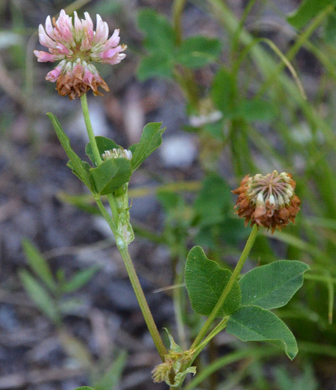 Image of alsike clover