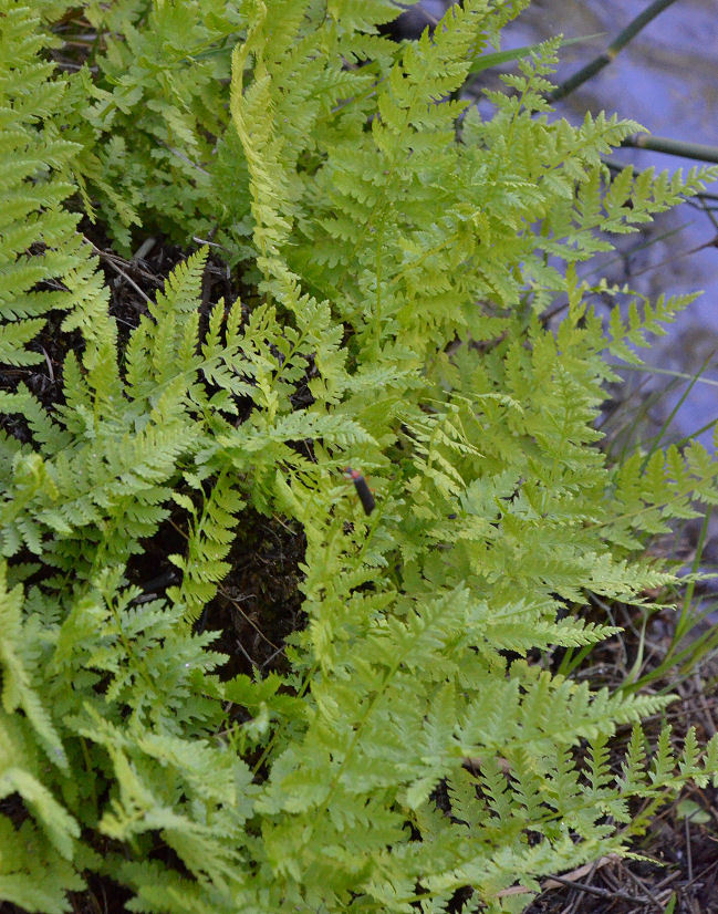 Image of Oregon cliff fern