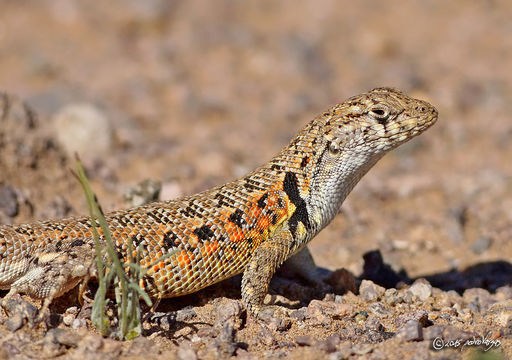 Image of Many-spotted Tree Iguana