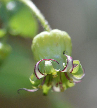 Image of Sierra false coolwort