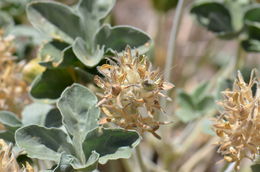 Слика од Pediomelum mephiticum (S. Watson) Rydb.