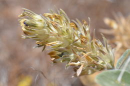 Слика од Pediomelum mephiticum (S. Watson) Rydb.