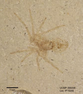 Image of arachnids