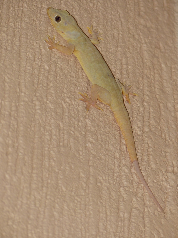 Слика од Hemidactylus flaviviridis Rüppell 1835