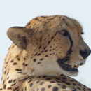 Image of Sudan cheetah