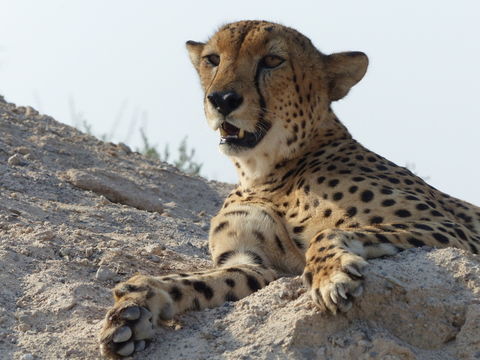 Image of Sudan cheetah