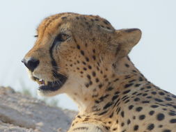 Image of Sudan cheetah