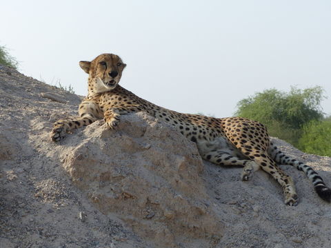 Image of Sudan cheetah