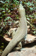 Image of Jayakar Lizard