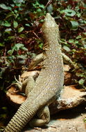 Image of Jayakar Lizard